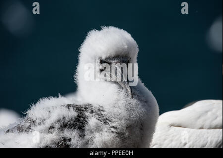 Downy Gannet Chick su Bass Rock, Scozia Foto Stock