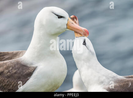 Il nero-browed albatross, noto anche come il nero-browed mollymawk, è un grande uccello della famiglia di albatri. Foto Stock