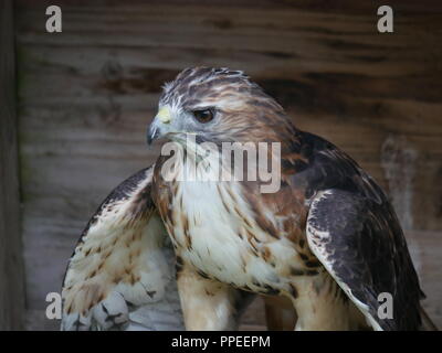 Red tailed hawk - Buteo jamaicensis Foto Stock