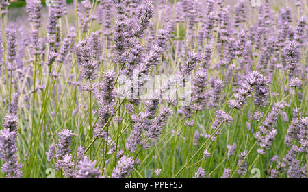 La profondità di campo di una ripresa di una viola di fiori di lavanda e Bush. Foto Stock