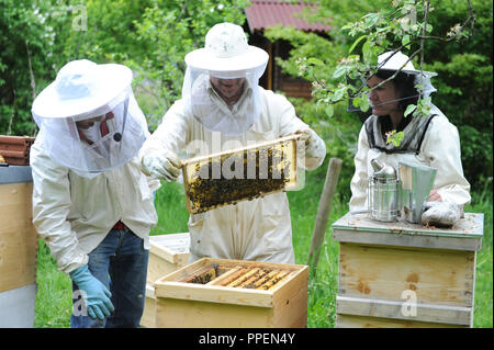 L insegnamento apiario Monaco di Baviera apicoltori in associazione Thalkirchen, le parti interessate possono diventare apicoltori hobby se essi seguono una due giorni di corso di base. Foto Stock