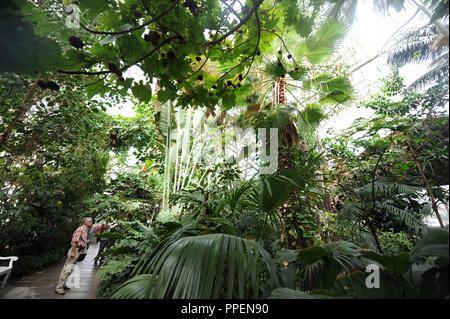 I visitatori nella casa delle palme presso il Giardino Botanico di Nymphenburg. Foto Stock