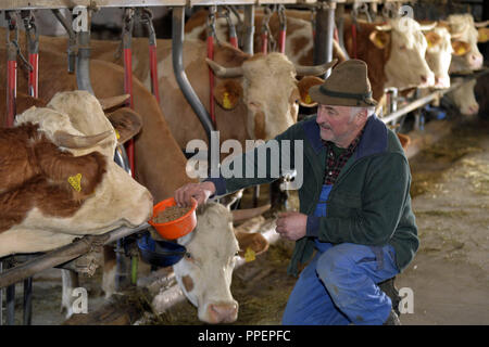 Johann Glockner nella stalla della sua fattoria nel villaggio di Reitham in bavarese del Bernese. Il coltivatore di caseificio vide se stesso costretto a passare dalla organic all'agricoltura convenzionale, dopo il regolamento di eccezione per alloggiamento tethered in aziende agricole di piccole dimensioni è stata terminata. Foto Stock