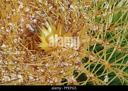 Dettaglio del fiore di golden barrell cactus, Echinocactus grusonii Foto Stock