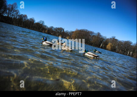 Anatre di nuoto nel Lago Kleinhesseloher nel Giardino Inglese, Monaco di Baviera, Germania Foto Stock