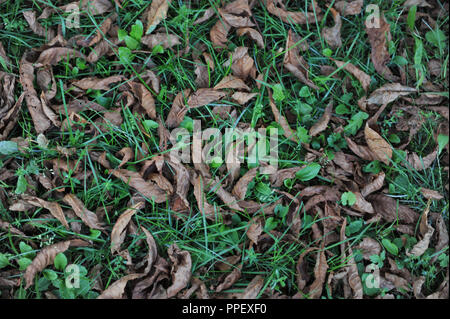 Foglie appassite di un albero di castagno che è stato infettato da minatori in foglia su un prato a Pasing. Alberi di castagno perdono le foglie inizio in estate a causa la falena infestazione. Foto Stock