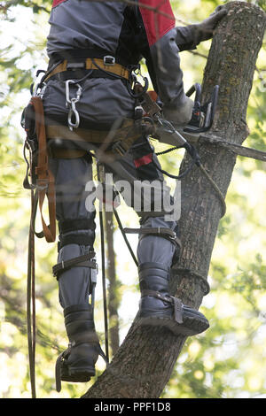 L'uomo segare un albero utilizzando una motosega. L'uomo è indossare attrezzature di sicurezza vestiti. Close up, vista dal retro Foto Stock