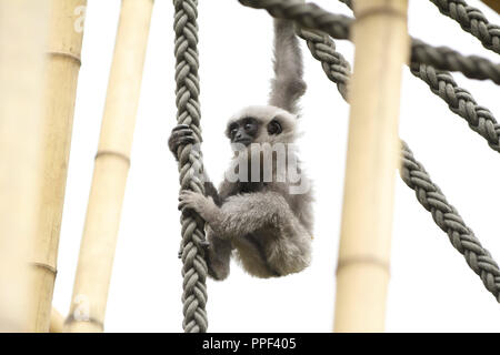 Il gibbone argenteo prole Mia diventa indipendente a Monaco di Baviera Zoo di Hellabrunn. Il più giovane, appena dieci mesi di età argentea gibbone è chiaramente tra le stelle dello zoo. Foto Stock