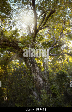 Raggi di sole che splende su un vecchio albero lomboy duhat syzygium cumini in una tranquilla estate umore Foto Stock