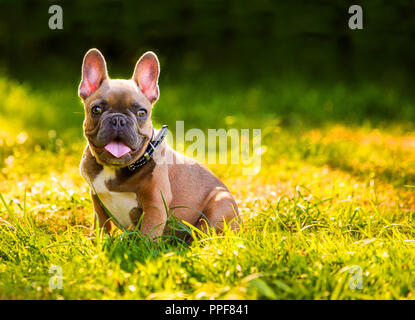 Bulldog francese cucciolo seduto in erba Foto Stock