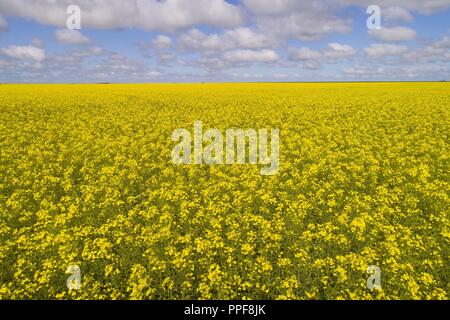 La Canola Field, Midwest, Western Australia | Utilizzo di tutto il mondo Foto Stock