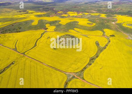 Vista aerea del campo di canola, Midwest, Western Australia | Utilizzo di tutto il mondo Foto Stock