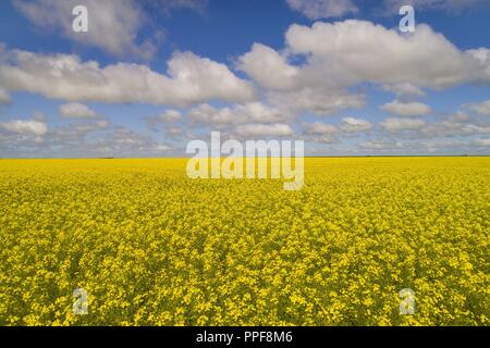 La Canola Field, Midwest, Western Australia | Utilizzo di tutto il mondo Foto Stock