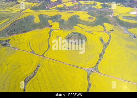 Vista aerea del campo di canola, Midwest, Western Australia | Utilizzo di tutto il mondo Foto Stock