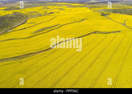 Vista aerea del campo di canola, Midwest, Western Australia | Utilizzo di tutto il mondo Foto Stock