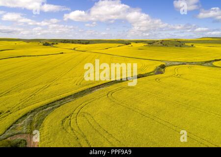 Vista aerea del campo di canola, Midwest, Western Australia | Utilizzo di tutto il mondo Foto Stock