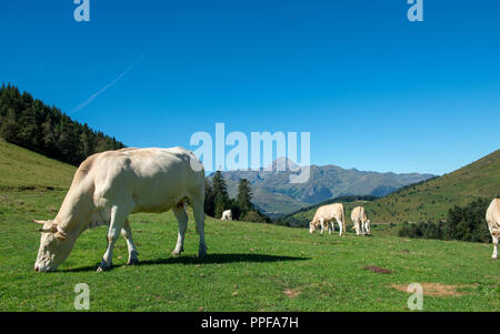 Mandria di mucche al pascolo nei pascoli dei Pirenei, Pic du Midi sullo sfondo Foto Stock