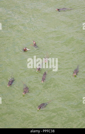 Famiglia di rivestimento liscio caccia lontre di Marina Bay a Singapore Foto Stock