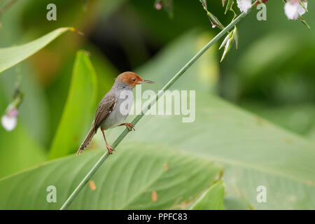 Ashy Tailorbird in Singapore Botanic Gardens Foto Stock