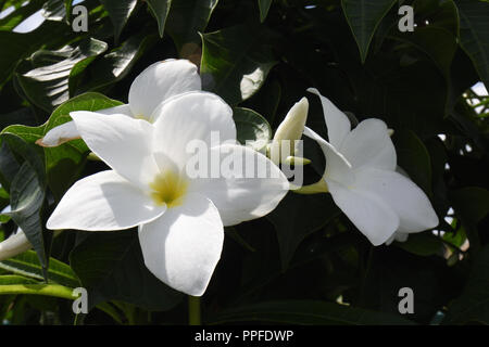 Plumeria pudica di Kolkata, India Foto Stock