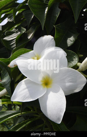 Plumeria pudica di Kolkata, India Foto Stock