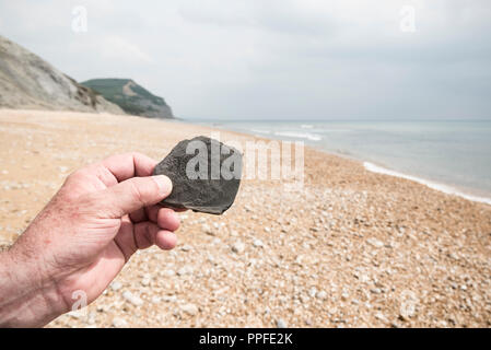 Impronta di un fossile trovato sulla spiaggia a Charmouth, Jurassic Coast Foto Stock