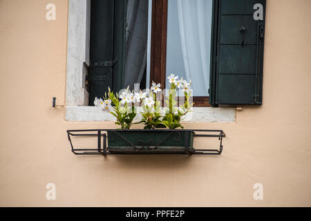 Scatola di piante fiorite al di sotto di una finestra con scuri greem persiane di legno, Campo Nazario Sauro, Santa Croce, Venezia Foto Stock