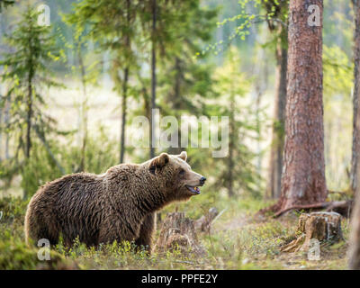 Wild orso bruno in estate foresta. Nome scientifico: Ursus arctos. Foto Stock