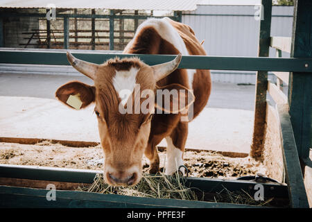 Adorabili poco marrone vitello mangia fieno nel fienile presso l'azienda Foto Stock