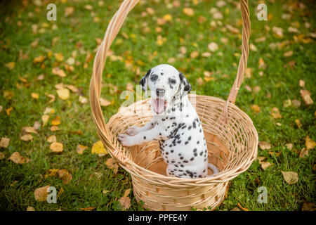Cucciolo dalmata con macchie nere in piedi in un cesto.funny, carino , piccola e bellissima giovane cane dalmata cucciolo o attende per una passeggiata in autunno.dalmata cucciolo fuori a piedi.spazio copia Foto Stock