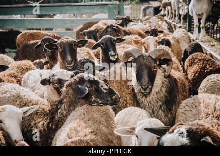 Vista ravvicinata della mandria di adorabili brown pecore al pascolo in corral presso l'azienda Foto Stock