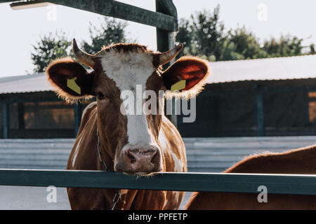 Domestico mucca marrone in piedi in un fienile presso l'azienda Foto Stock