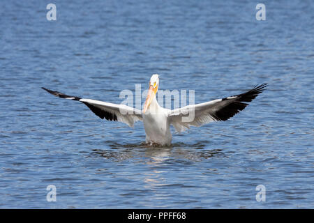 Un Americano bianco pelican distende le sue ali verso l'esterno e genuflects dopo la riuscita di un atterraggio in un lago blu. Foto Stock