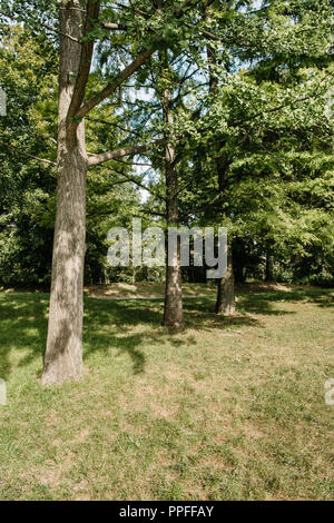 Fila di alberi che crescono nel parco sulla giornata di sole Foto Stock