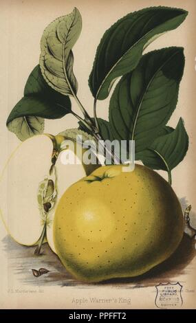 Warner re della varietà di mele, Malus domestica. Disegnata da J.L. Macfarlane, Chromolithograph da 'Il fioraio e Pomologist' Robert Hogg, Londra, pubblicato dal 1878 al 1884. 251 colorate a mano e piastre chromolithographic di frutta e fiori. Disegnata da Walter Hood Fitch, Miss E. Regel e J.L. Macfarlane, litografata da G. Severeyns e Stroobant, Belgio. Foto Stock