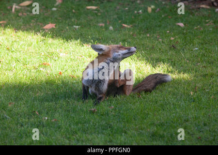 Un urbano fox seduto e graffiare il suo orecchio in un giardino a Clapham, Londra Sud, in un assolato pomeriggio di settembre. Foto Stock