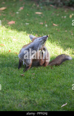 Un urbano fox seduto e graffiare il suo orecchio in un giardino a Clapham, Londra Sud, in un assolato pomeriggio di settembre. Foto Stock