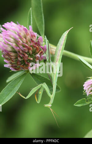 Mantis (mantide religiosa) è appeso a testa in giù su un rosso fiore di trifoglio rosso (Trifolium pratense), Ungheria Foto Stock