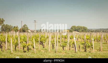 Vite di fine primavera nella regione di Saint Emilion vicino a Bordeaux Foto Stock