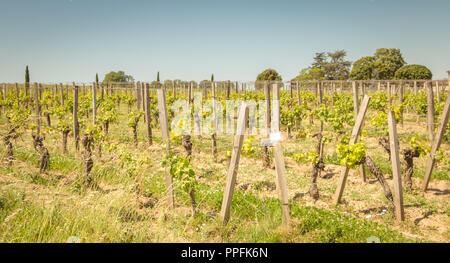 Vite di fine primavera nella regione di Saint Emilion vicino a Bordeaux Foto Stock