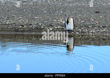 Pinguino reale (Aptenodytes patagonicus) guarda nell'acqua, riflessione, Bahia Inutil, Parque Pingüino Rey, Porvenir Foto Stock