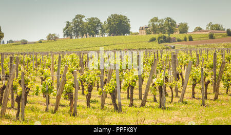 Vite di fine primavera nella regione di Saint Emilion vicino a Bordeaux Foto Stock