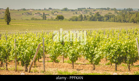 Vite di fine primavera nella regione di Saint Emilion vicino a Bordeaux Foto Stock