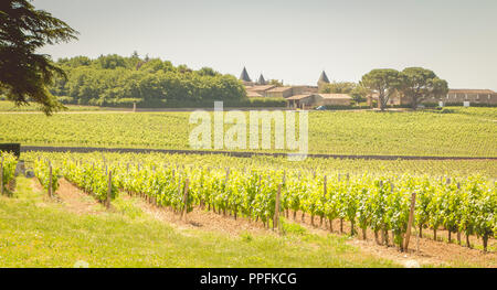 Vite di fine primavera nella regione di Saint Emilion vicino a Bordeaux Foto Stock