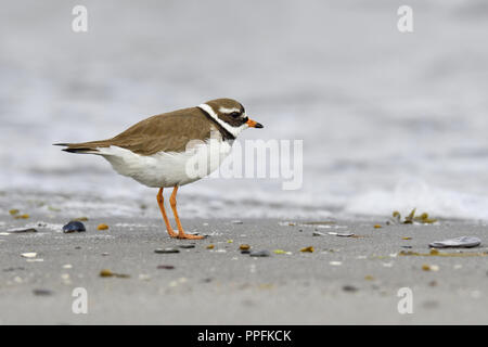 Plover inanellato (Charadrius hiaticula), uccello adulto permanente sulla spiaggia, Varanger, Norvegia Foto Stock