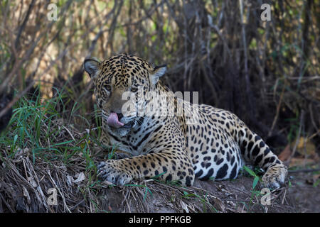 Jaguar (Panthera onca) in appoggio su di una radura presso il Rio Cuiaba, Mato Grosso do Sul, Pantanal, Brasile Foto Stock