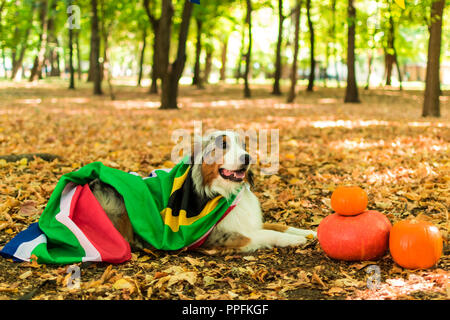 Un giovane cane giocoso di un pastore australiano in un parco nel bosco in autunno esegue comandi. vestito con la bandiera del sud africa. zucche su Hallowee Foto Stock