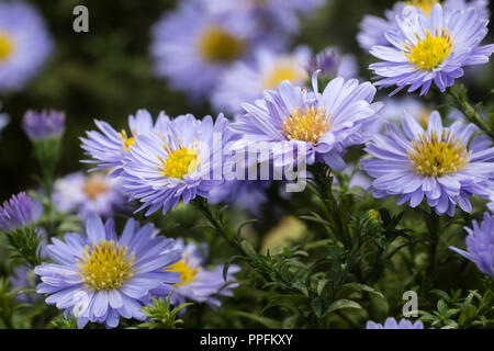 Blue ray petali giallo e centro della fioritura autunnale, compatto, perenne Aster dumosus x ibrido, Aster autunno gioielli "Aqua" compatto Foto Stock