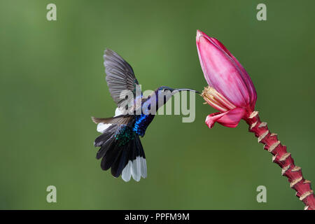Violet Sabrewing (largipennis hemileucurus), maschio, avvicinandosi ad un fiore di banane (Musa sp), Bosque del Paz, Costa Rica Foto Stock