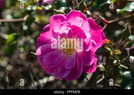 Close up di un singolo deep pink aprire la testa di fiori di un vecchio rosa Inglese nel settembre del sole nel giardino, Lancashire, Inghilterra, Regno Unito. Foto Stock